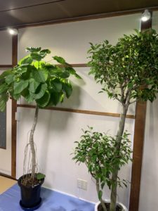 おうちの中の観葉植物をライトアップ 秋田県茨島の町の電気屋 Selaヒラサワ